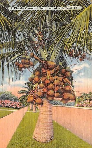 Разни, пощенска Картичка от Флорида