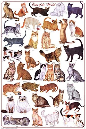 Ламиниран плакат Cats of the World Science Educational Chart Ламиниран плакат 24 x 36 см от Feenixx